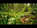 toni cotolí canto a la lluvia gayatri mantra feat lupe catalá