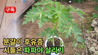 분갈이 후유증으로 시들은 파파야 식물 살리기 papaya plants