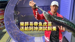 【新進員工】樂群哥到南部釣魚虎，順便移除些魚虎苗北上讓阿坤測試養殖，究竟這強勢外來種好不好養呢？(ＦＴ.跟我走吧　樂群)