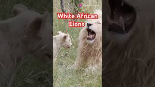 Rare White Lions of Africa #lion #shorts #animals