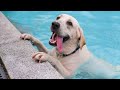 BEST Pets of the Summer 2024 🤣 The FUNNIEST DOGS playing with Water