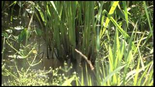 Wild Rice Grower