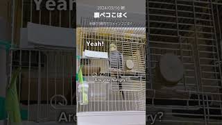 朝は腹ペコ！永遠の3歳児オカメインコこはく#cockatiel #オカメインコおしゃべり