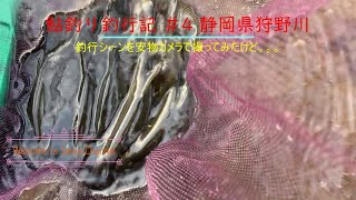 鮎釣り釣行記 ＃4  静岡県狩野川編【10/5釣果＋釣行シーン＋河川状況】