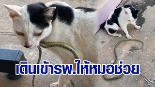 เกือบสู่ขิต! แมวถูกงูรัดคอเดินโซเซ เข้ารพ.ให้หมอช่วย รอดหวุดหวิด