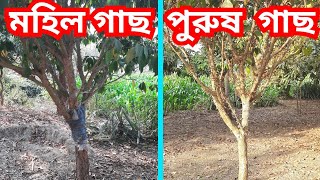 লটকন গাছে পুরুষ ও স্ত্রী গাছের পার্থক্য এবং দ্বিগুণ ফল পেতে যা যা করবেন। #viral #কৃষি #plant