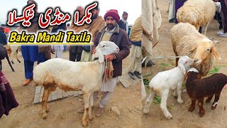 Friday Taxila Mandi Latest Update 3 February 2023 | Turkey Dumby Kids