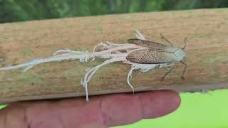 Fulgorid Planthopper laying eggs in Puerto Viejo Costa Rica 🇨🇷  Super Trippy