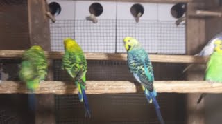 World of Budgie Baby