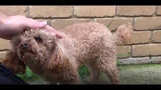 Vlog #24 A day with JWN Lawn Care Ep.6 EB430 action, customer's puppy