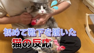 人生初の靴下に大敗北する猫