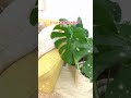 検証 🍀モンステラ を丸坊主にして、１年半後はどうなる？what if i cut all the monstera leaves a year and a half later モンステラ