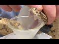 Timber Rattlesnake Venom Extraction