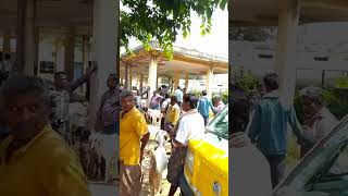 sheep and goats market gubbi @AGRIANIMALS