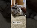 突然の横転をする春ちゃん🐈　haru chan suddenly rolls over🐈