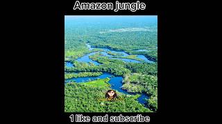 most grass forest //#amazingfacts #amazonrjungle #jungle #shorts