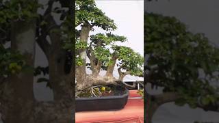 (serut raft) inspirasi bonsai PART 22