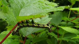 派手派手幼虫（フクラスズメ）の威嚇行動