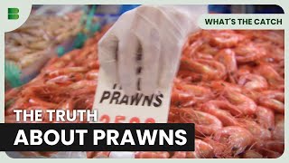 Are Your Prawns Really Sustainable? - What's The Catch - Documentary