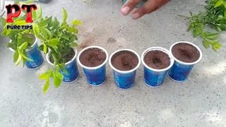 Golden duranta plant cutting grow from care tips//Golden duranta cutting Kaise lagaaye Hindi