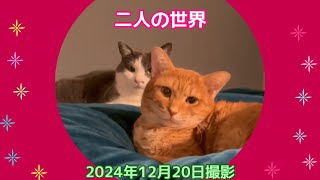 二人の世界（2024年12月20日撮影）