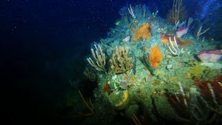 Joe's Reef: Footage reveals unique deep habitats of Freycinet Marine Park