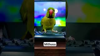 cute mithu #parrot #talkingparrot #parrotvideos #greenparrot #talkingbird #bird #parrotstars #mithu