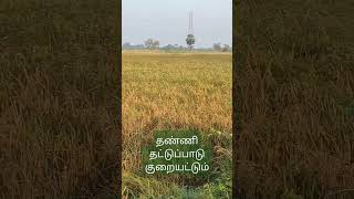 தட்டுப்பாடு குறையட்டும் #ஞானப்பிரகாசம் #yaadhumooreyaavarumkelir #musicsong #tamil #nature #malayala