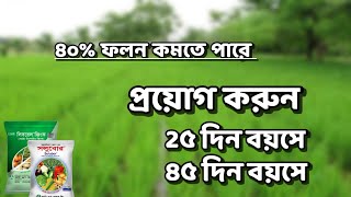 আপনার ধানের বয়স ২৫ দিন  অথবা ৪৫ দিন The age of rice is 25 days or 45 days  #ধানের_ফলন_বৃদ্ধির_উপায়