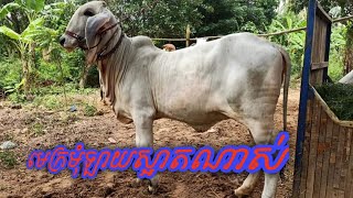 មេគោក្រមុំស្អាតណាស់បាទ