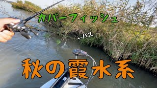 10月の霞水系　秋のカバーフィッシュ🐟