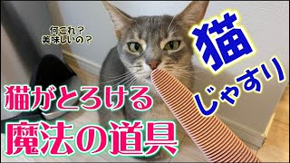 猫じゃすりでじゃすられて満足気な猫