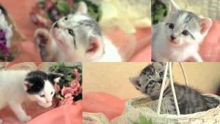 魅了される子猫たち〜Kittens who are fascinated〜