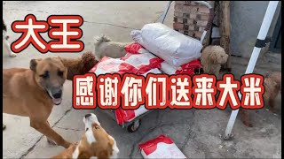 2025-1-24 Stray dog home 感谢好心人给狗狗们买的大米，虽然现在不做饭，但是囤起来再过一段时间给它们做饭吃。