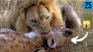 15 MOST Incredible Lion Attacks Caught on Camera