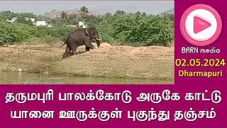 தருமபுரி பாலக்கோடு அருகே காட்டு யானை ஊருக்குள் புகுந்து தஞ்சம்