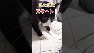 パンこね名人あんみつ #ふみふみ #ハチワレ猫 #cat