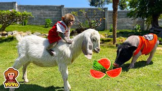 Bebe goat gets angry asks YiYi for help when Ủn Ỉn eats all her food