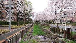 【公園前の環境の良い分譲マンション】子供が多くほのぼの緑あふれる　東京都武蔵野市・桜堤庭園フェイシア