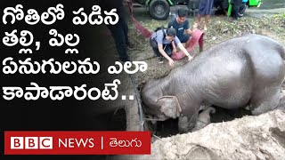 Elephants Rescue: గోతిలో పడి తల్లడిల్లిన తల్లి, పిల్ల ఏనుగులను ఎలా కాపాడారంటే.. | BBC Telugu