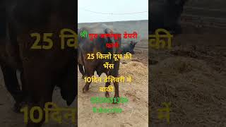 यहां मिलेगी सस्ते रेट में दुध वाली मुर्रा भैंस 8059131336