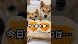 みかんが大好きすぎる豆柴がかわいい #Shorts  #shortvideo