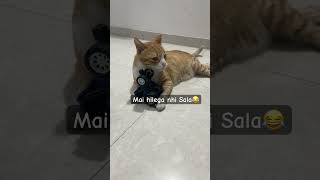 Mai jukega nahi sala , Pushpa in my cat now #pushpa2 #catattitude #catlover #comedy #funny #cute