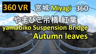 【360VR 】宮城 やまびこ 吊橋 紅葉 Miyagi yamabiko Suspension Bridge Autumn leaves