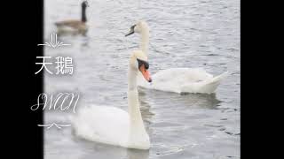 口琴 天鵝Swan