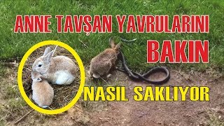 Anne Tavşan Yavrularını Bakın Nasıl Saklıyor?