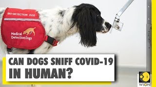 Can medical detection dogs assist in testing of pandemic COVID-19? | Coronavirus testing