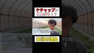 食糧危機への警戒を。トマト争奪戦に日本は勝てるのか？