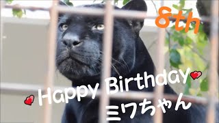 【ジャガー】💕Happy Birthday ミワちゃん  8th💕　2021/11/24　とべ動物園