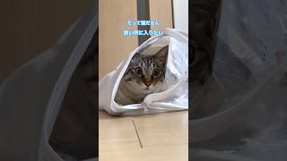 ねこやなぎトゥータン　だって猫だもん狭い所に入りたい#猫のいる暮らし #保護猫 #猫動画 ＃だって猫だもん